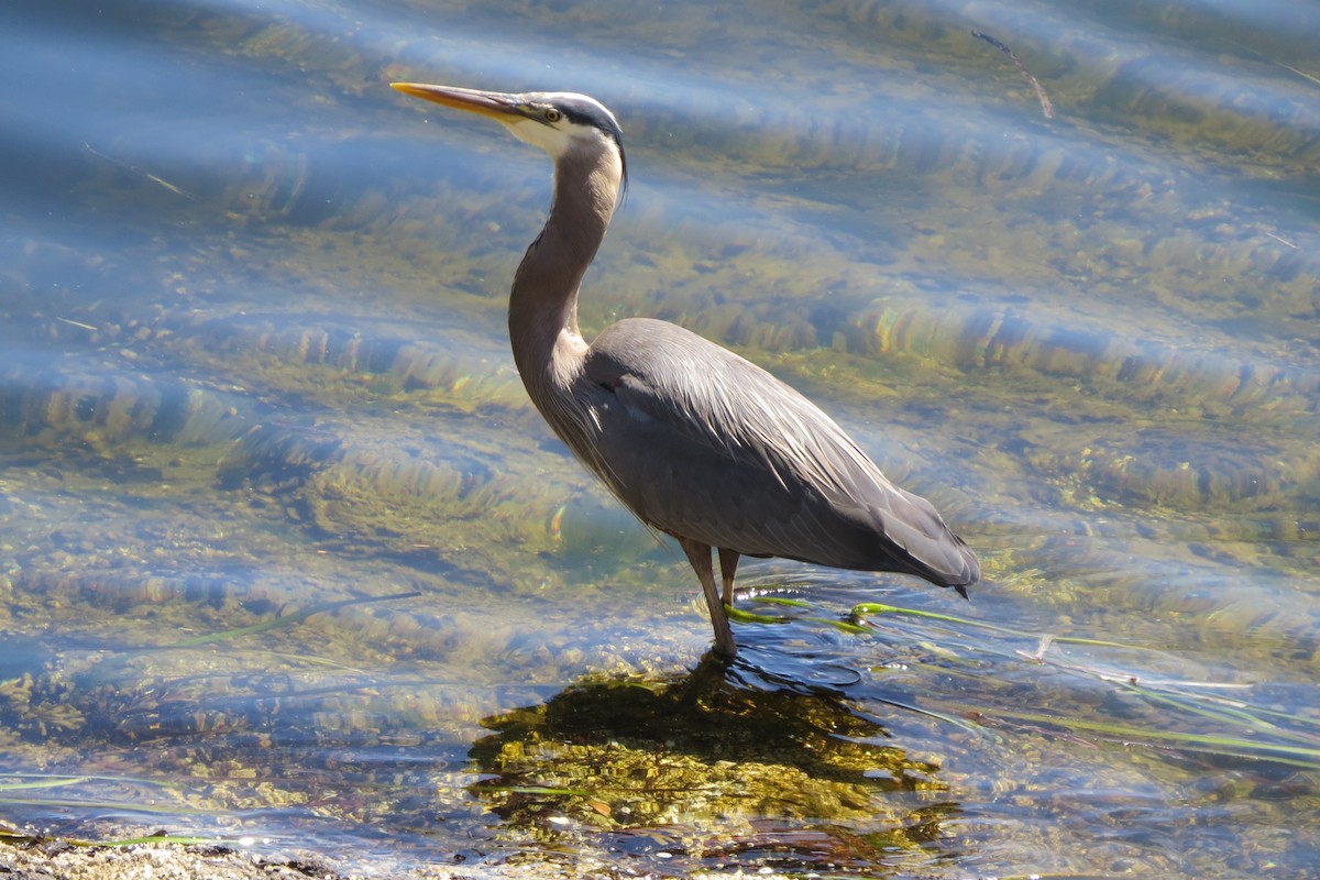 Great Blue Heron - ML621856084