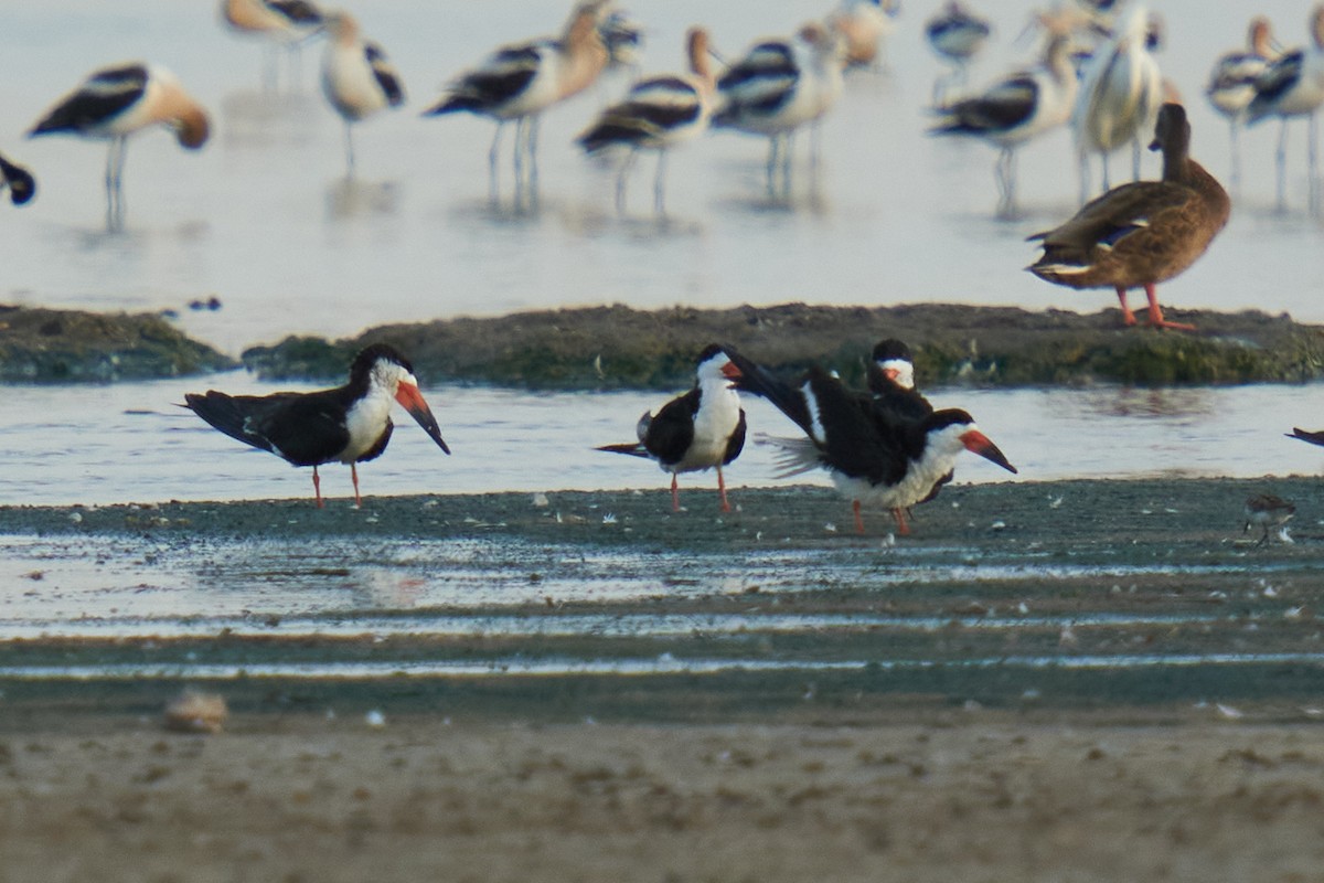 Black Skimmer - Grigory Heaton