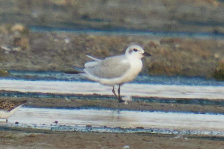 Gull-billed Tern - ML621856102