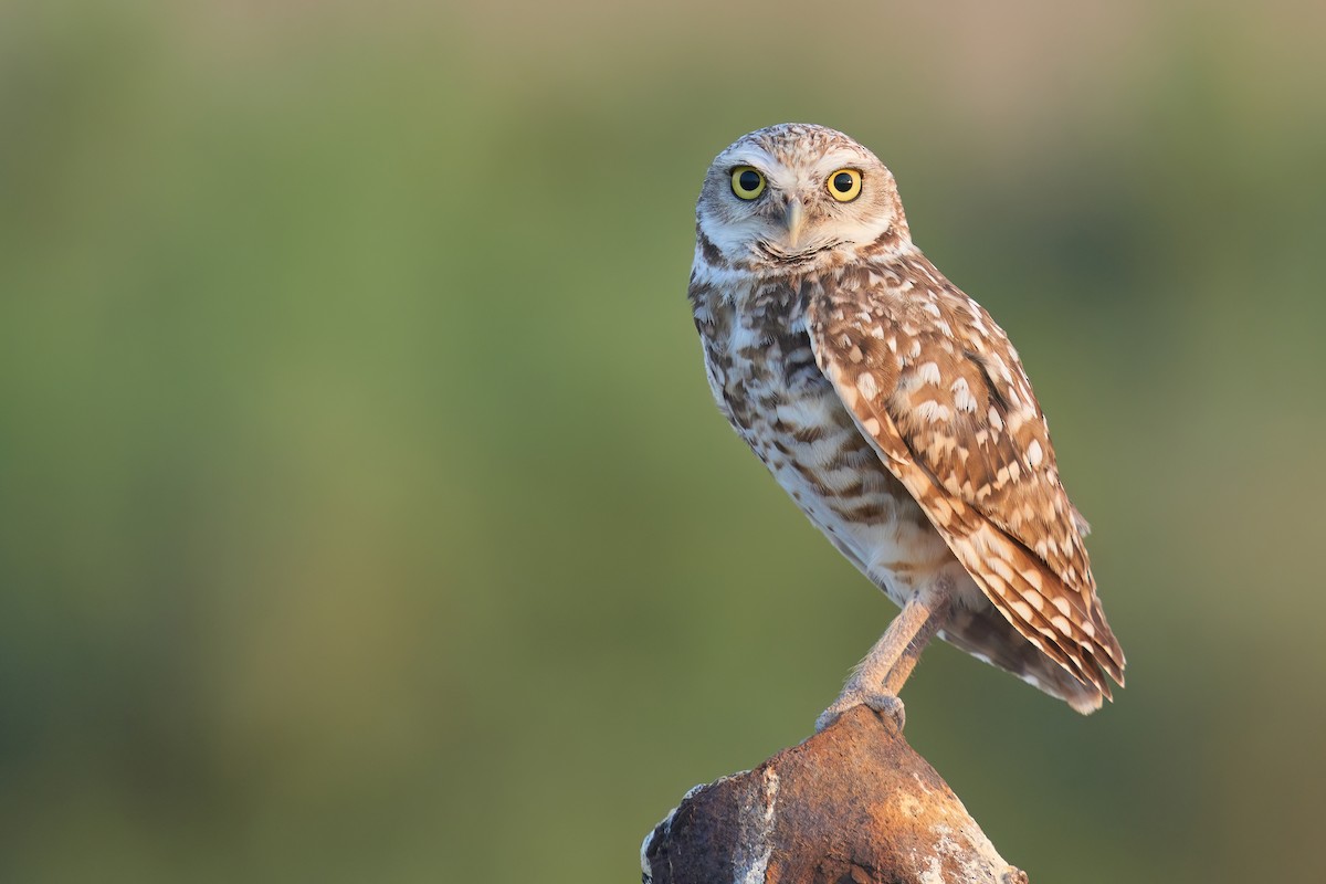Burrowing Owl - ML621856108