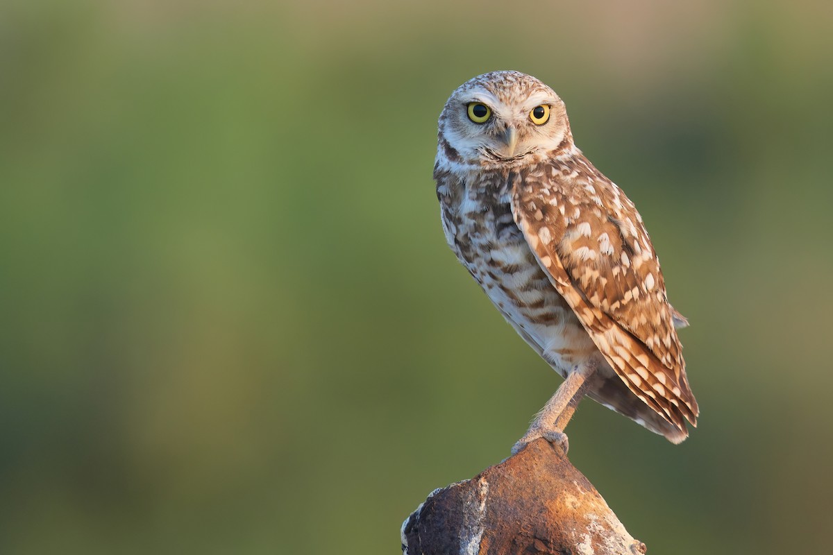 Burrowing Owl - ML621856109