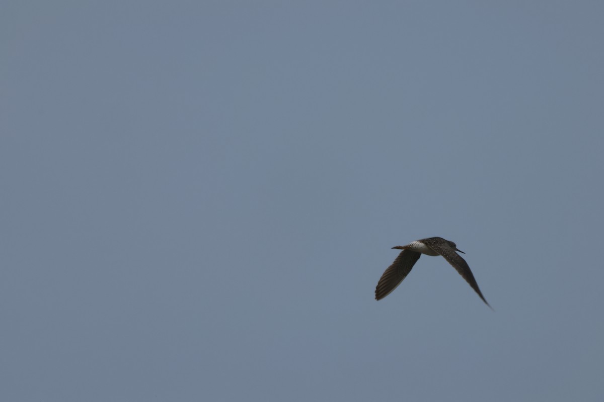 Greater Yellowlegs - ML621856164