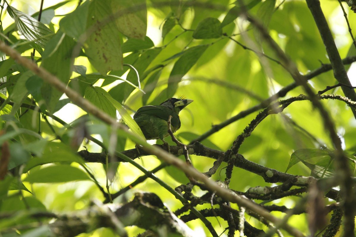 Fire-tufted Barbet - ML621856179