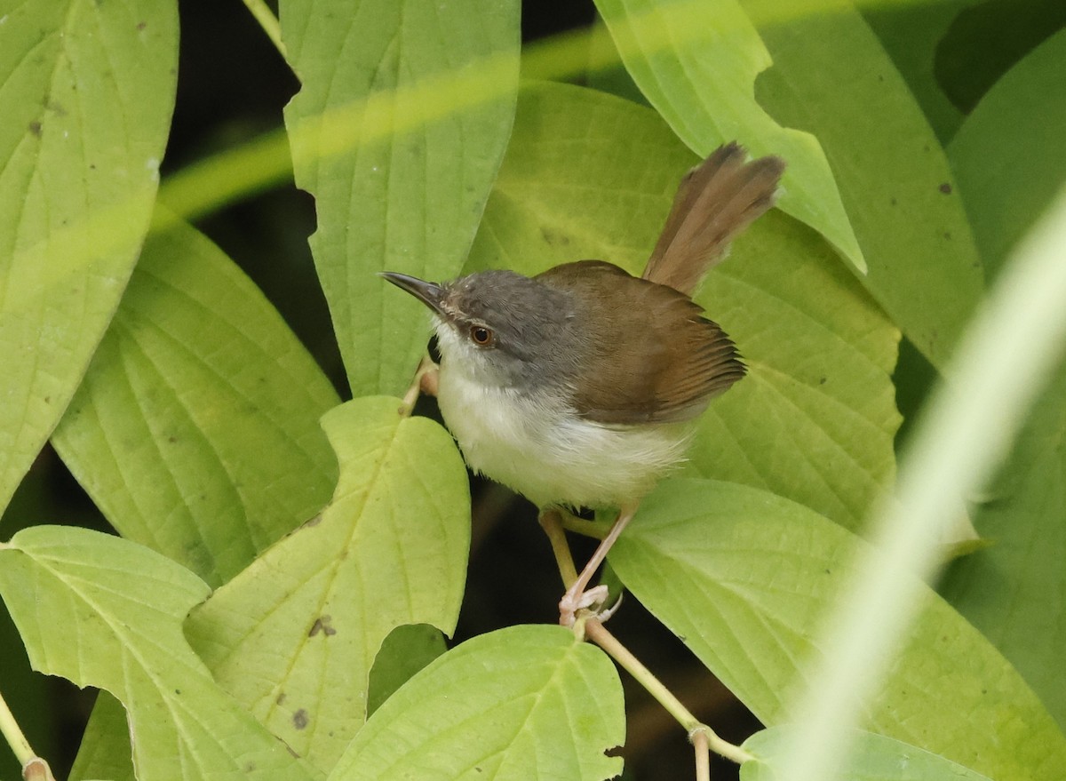 Rufescent Prinia - ML621856197