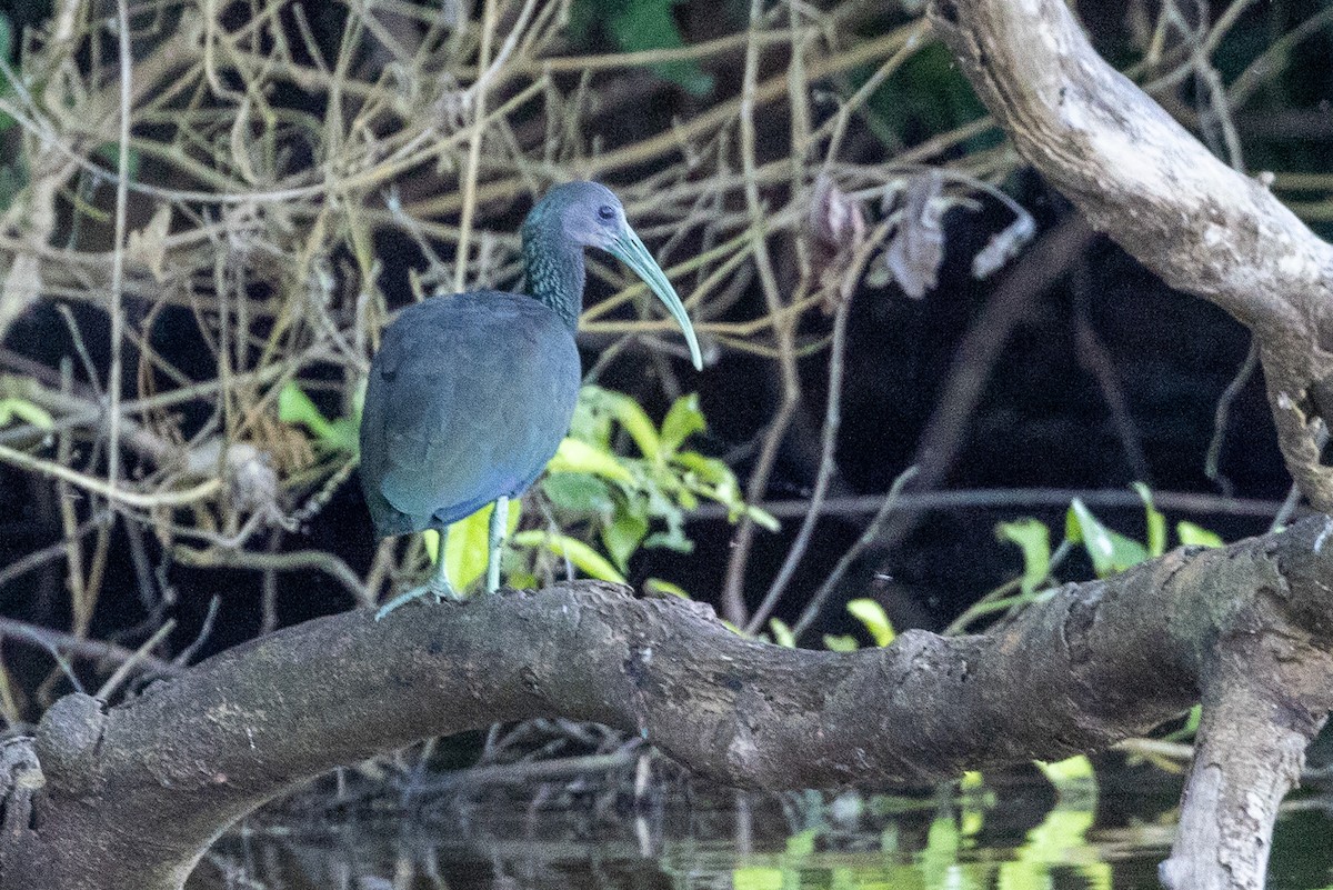 Green Ibis - Michael Cook