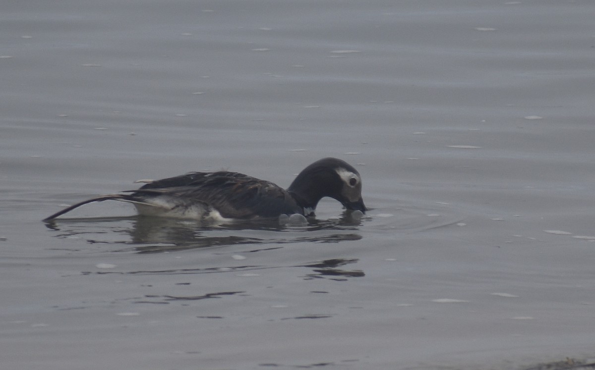 Long-tailed Duck - Sheryl Johnson