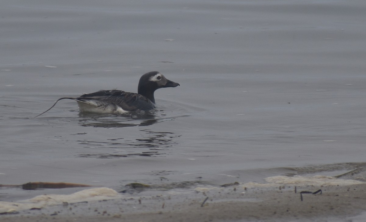 Long-tailed Duck - ML621856211