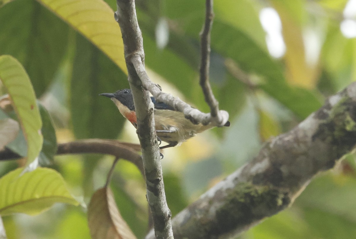 Fire-breasted Flowerpecker - ML621856212