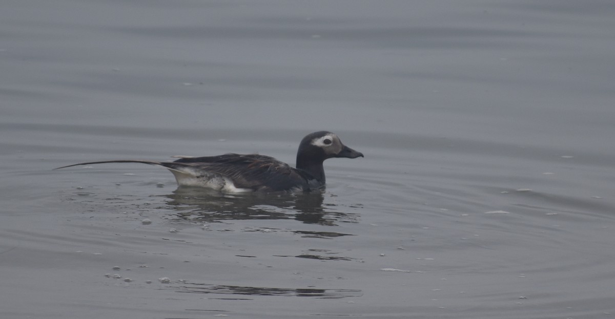 Long-tailed Duck - Sheryl Johnson