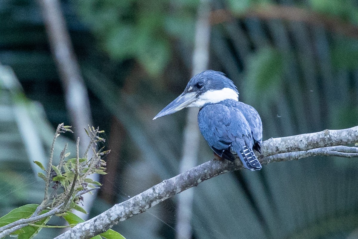 Martín Gigante Neotropical - ML621856215