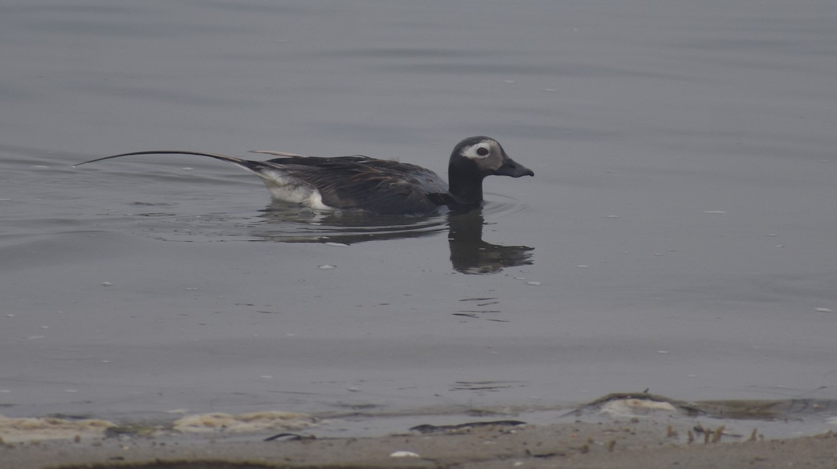 Long-tailed Duck - ML621856218