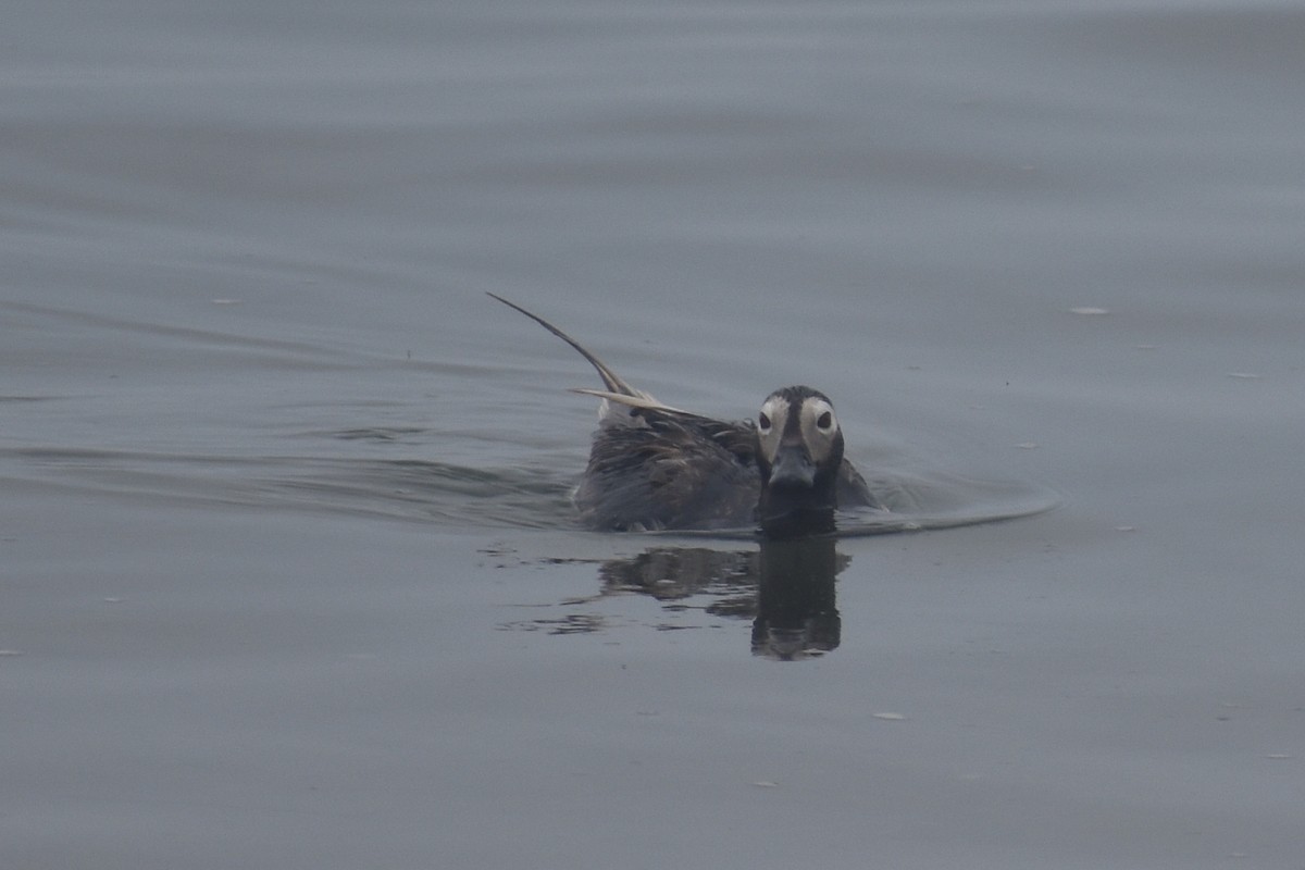 Long-tailed Duck - ML621856220