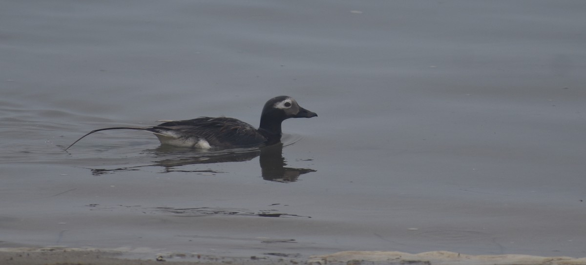 Long-tailed Duck - ML621856221