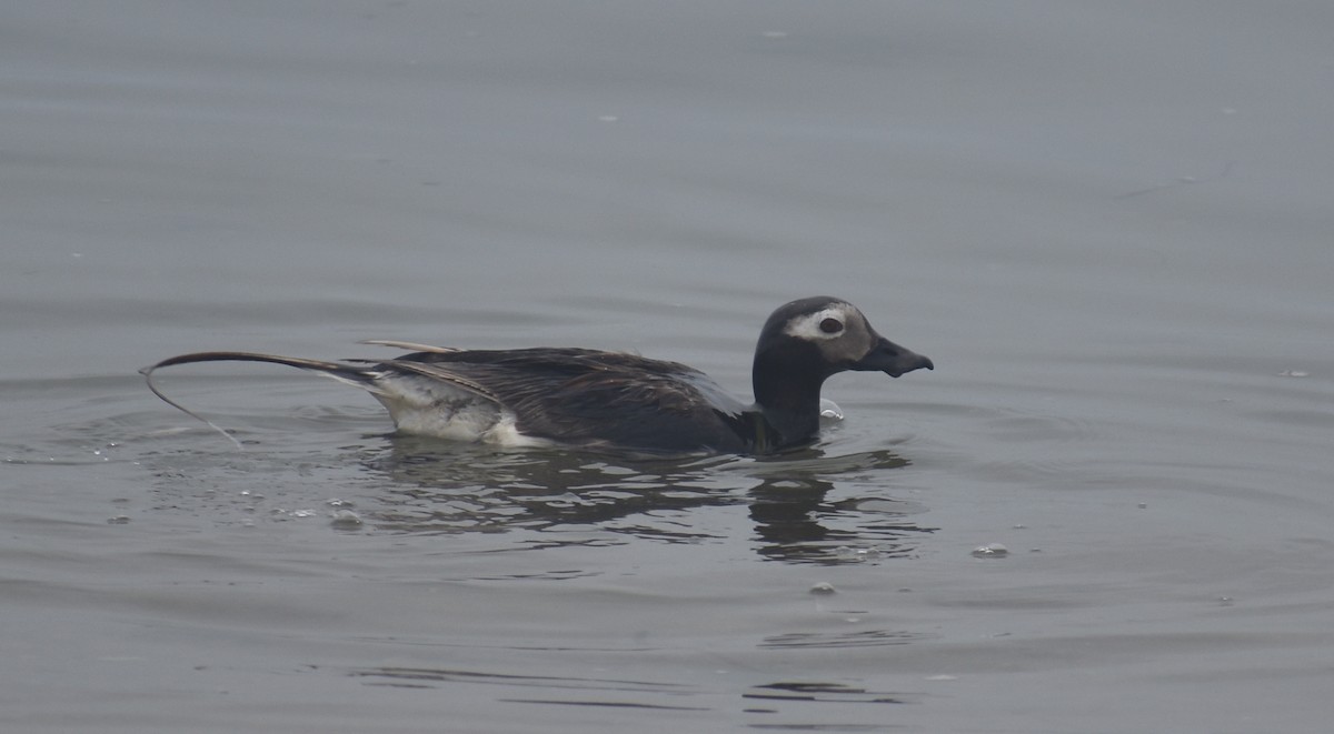 Long-tailed Duck - ML621856228