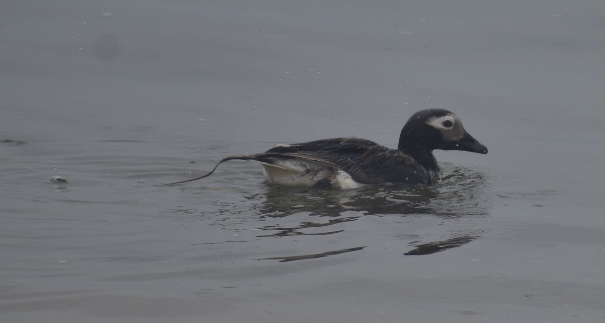 Long-tailed Duck - ML621856232