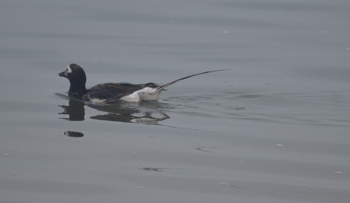 Long-tailed Duck - ML621856241