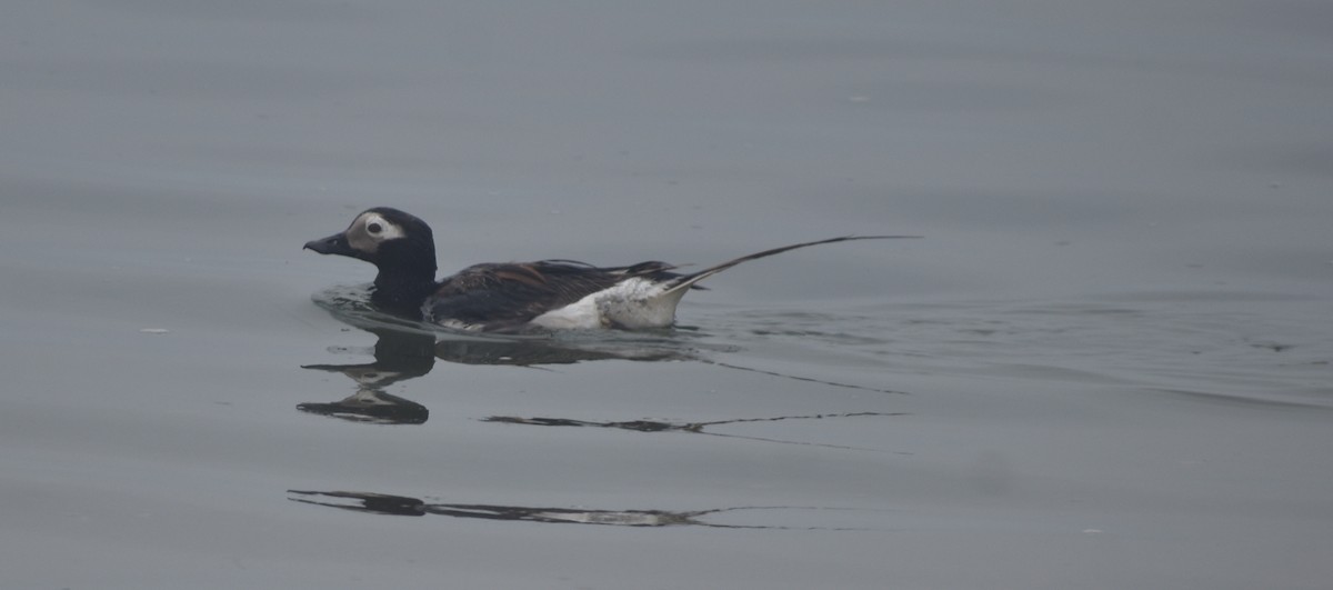 Long-tailed Duck - ML621856242