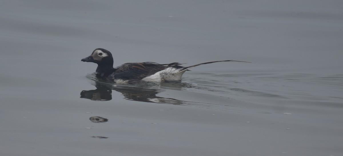 Long-tailed Duck - ML621856246