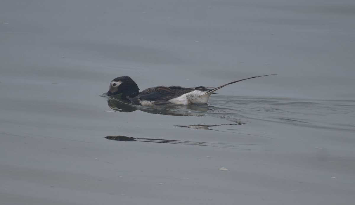 Long-tailed Duck - ML621856255