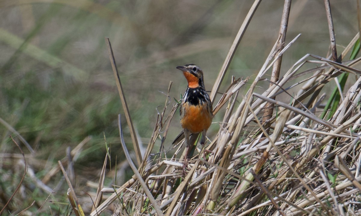 Rosy-throated Longclaw - ML621856260