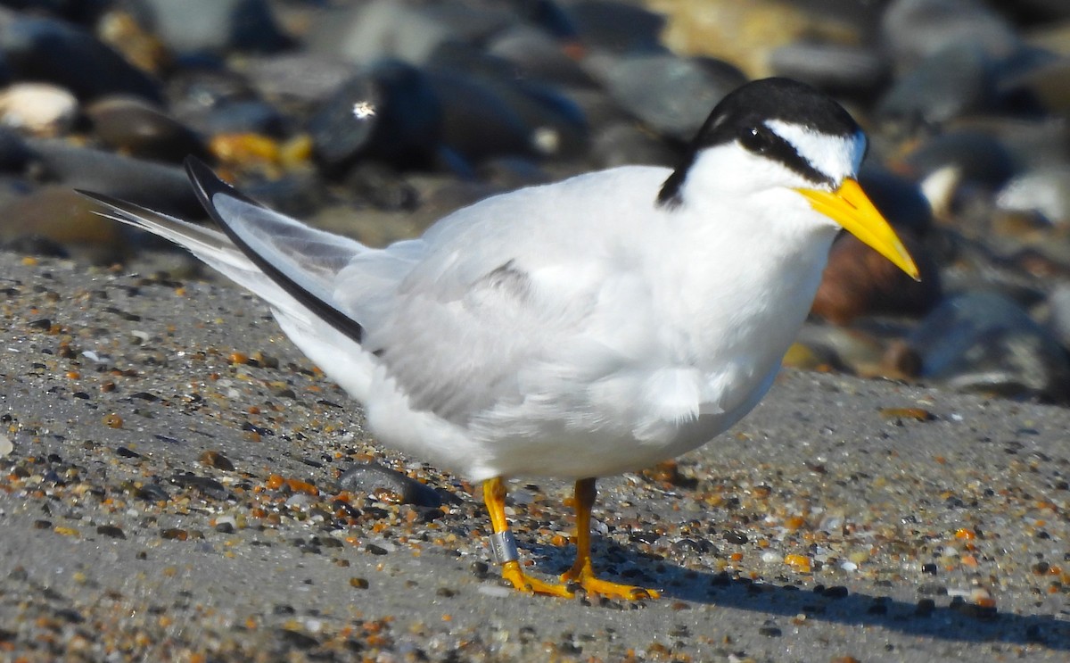 Least Tern - ML621856262