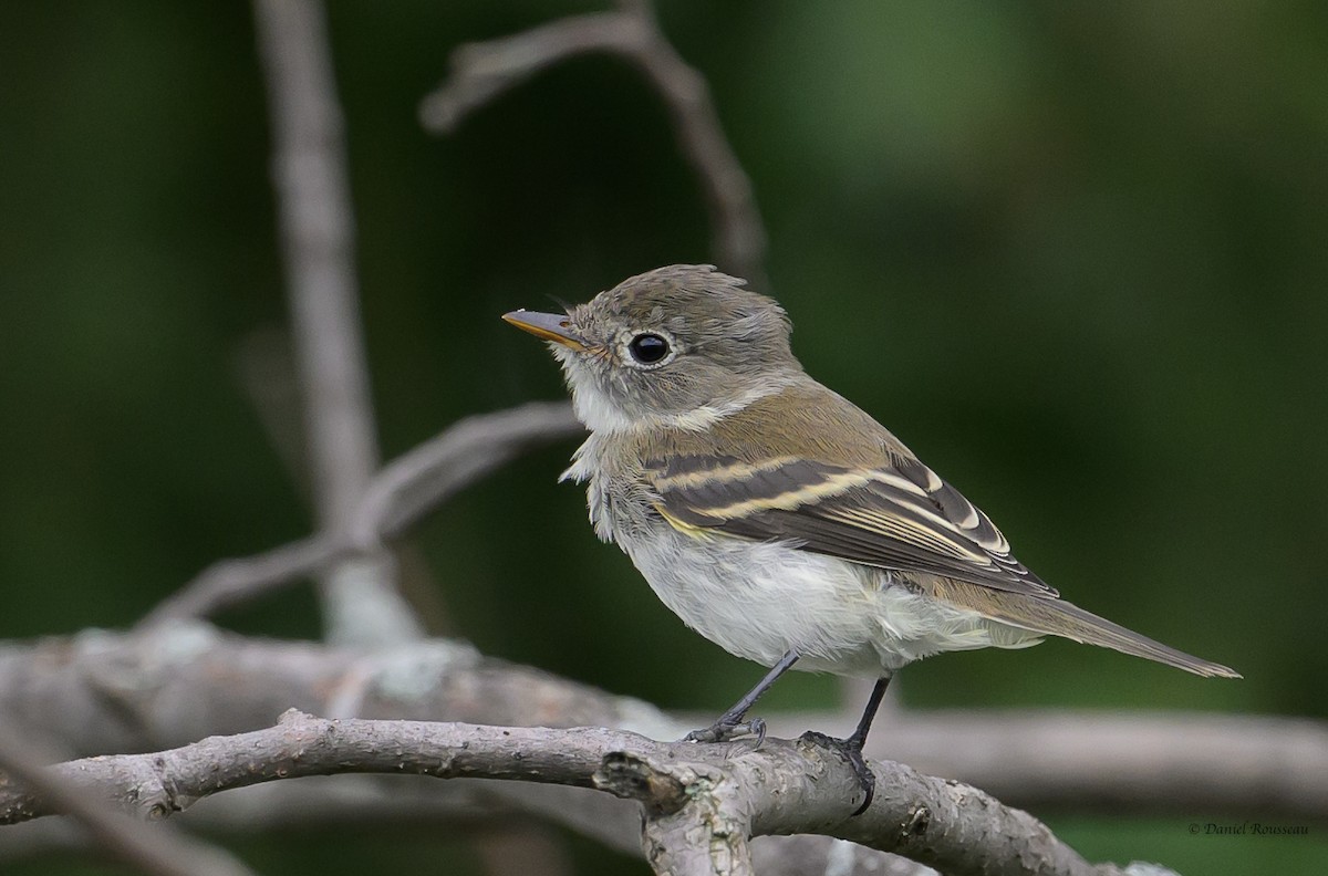 Least Flycatcher - ML621856313