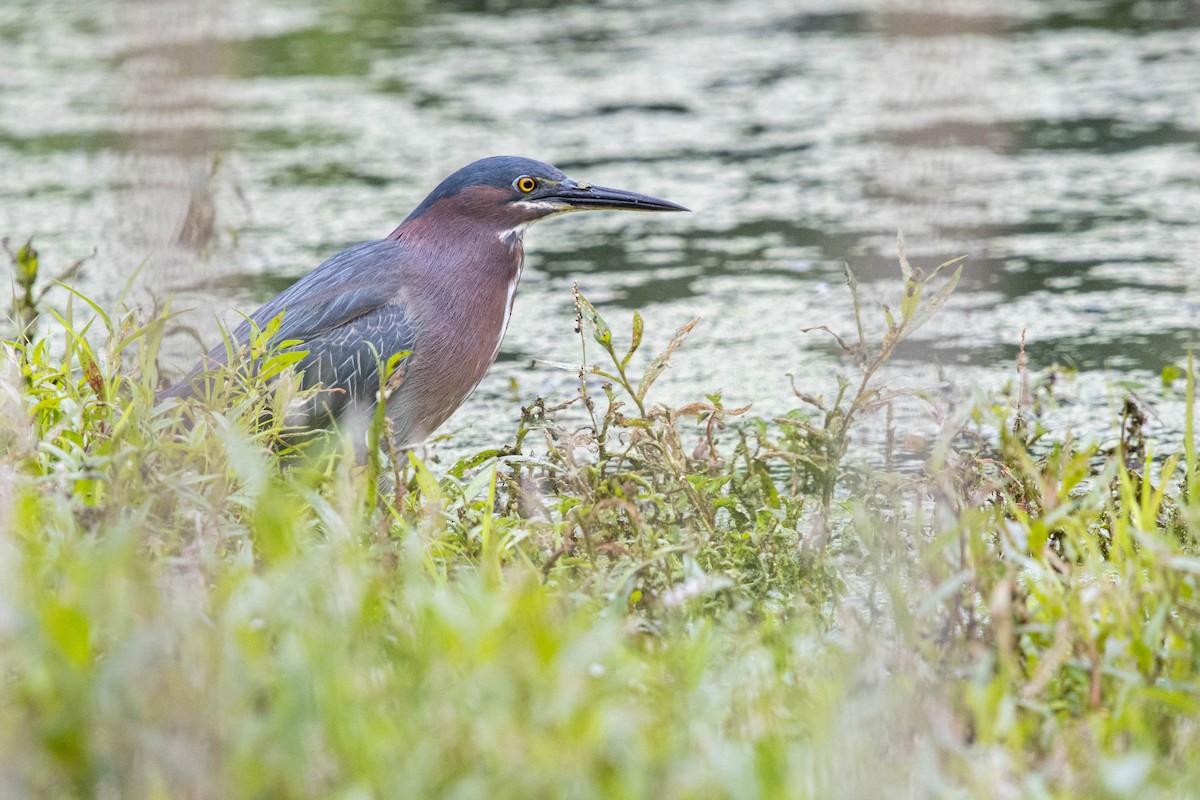 Green Heron - ML621856361