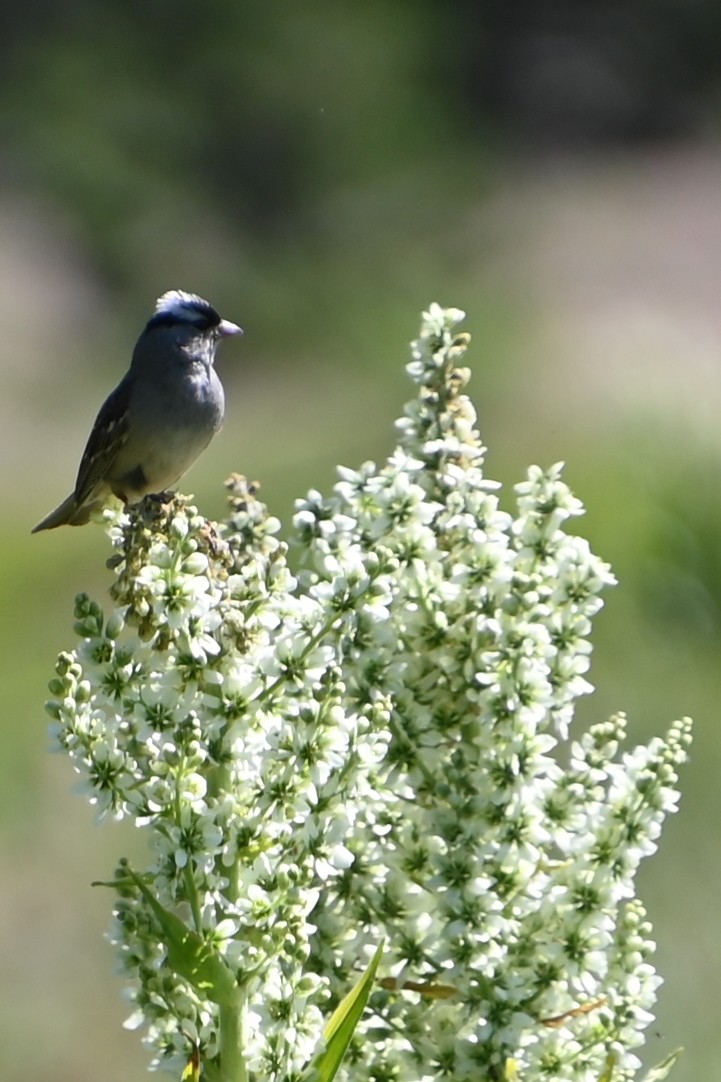 White-crowned Sparrow (oriantha) - ML621856421