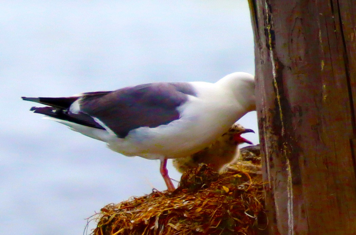 Goéland d'Audubon - ML621856436