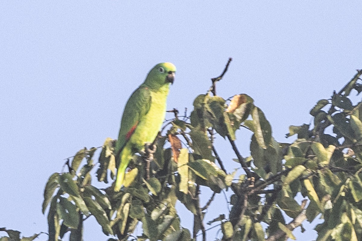 Yellow-crowned Parrot - ML621856441