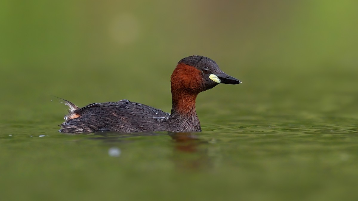 Little Grebe - ML621856445