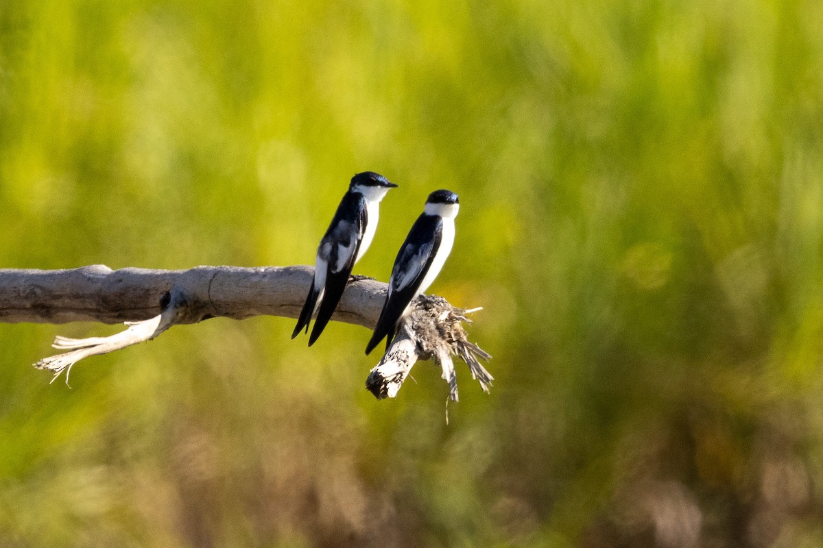 White-winged Swallow - ML621856482