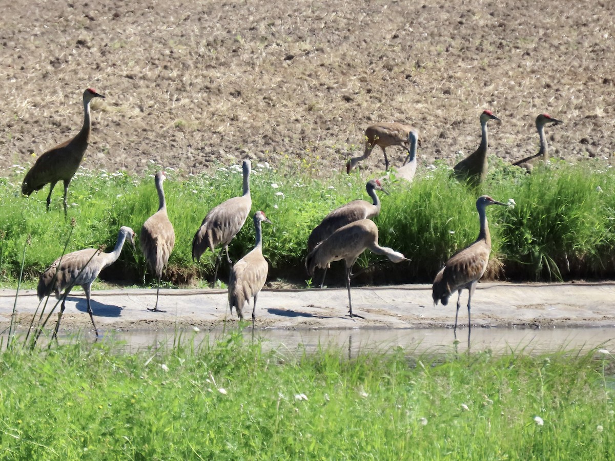Sandhill Crane - George Gerdts
