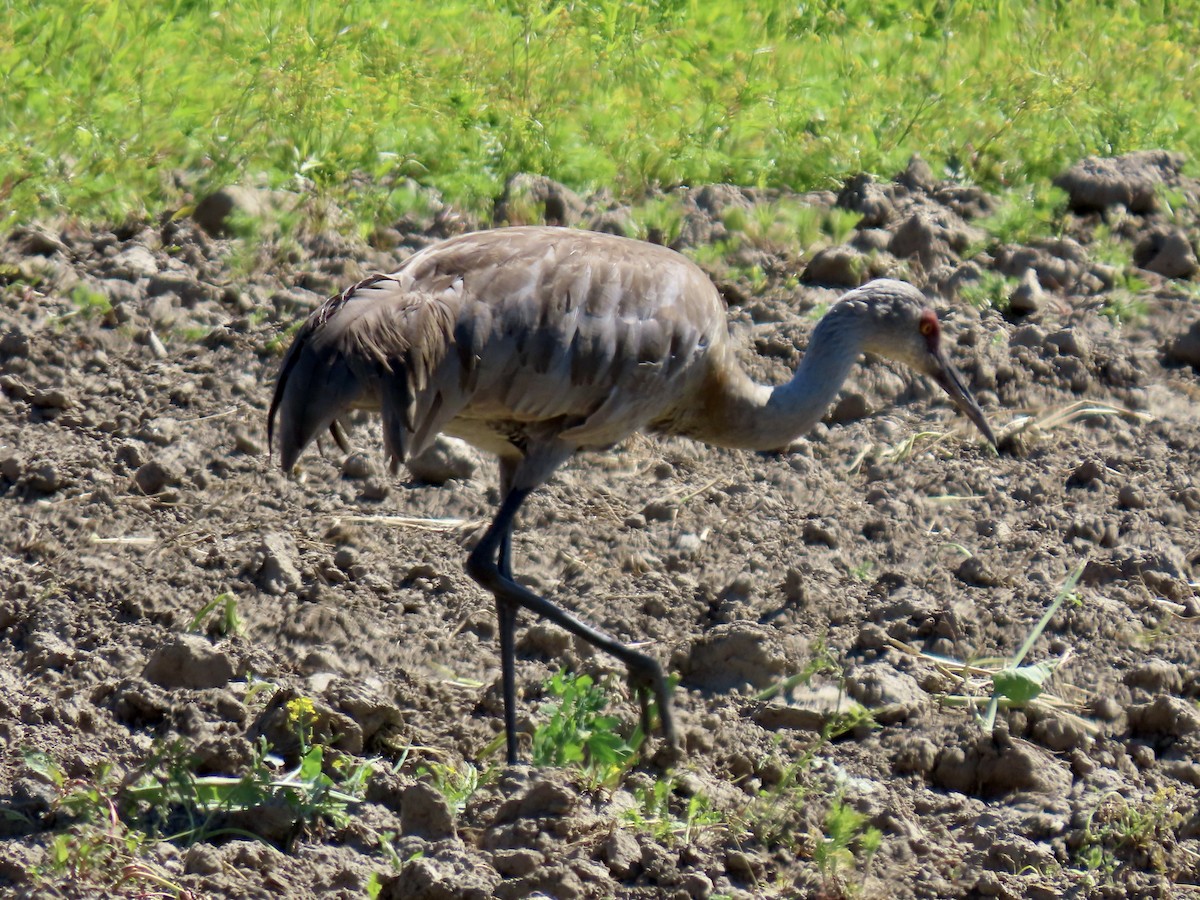 Sandhill Crane - ML621856505