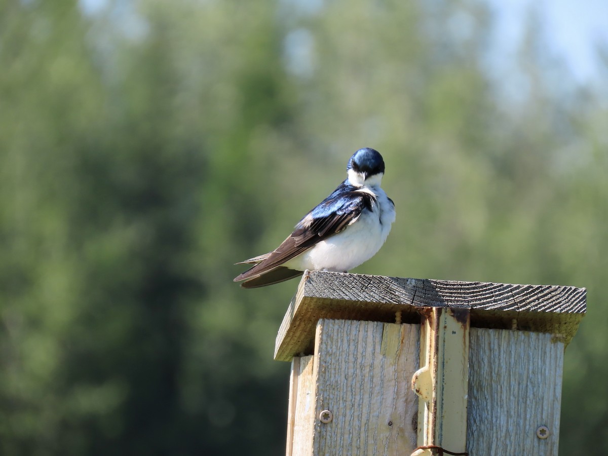 Tree Swallow - George Gerdts