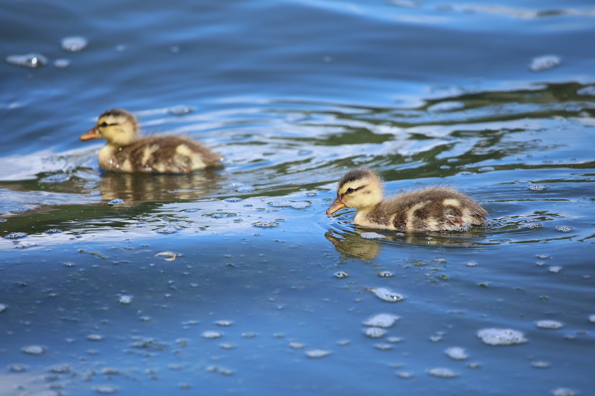 Gadwall - ML621856583