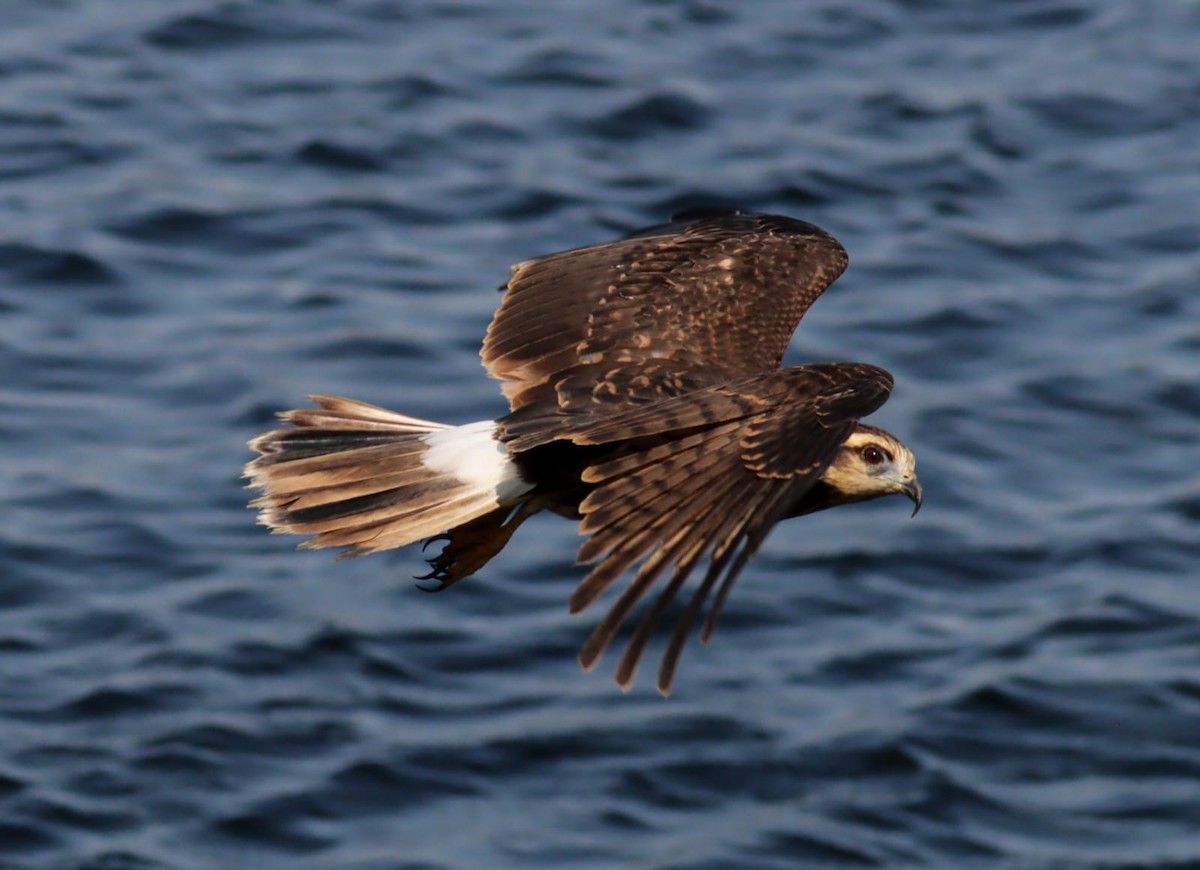 Snail Kite - ML621856618