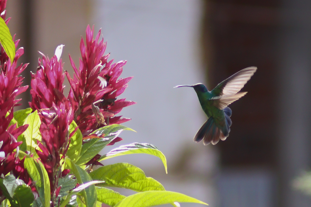 Sparkling Violetear - ML621856628