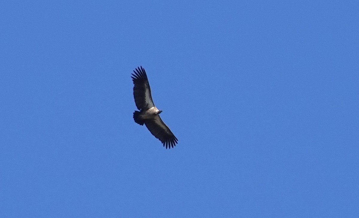 White-backed Vulture - ML621856684