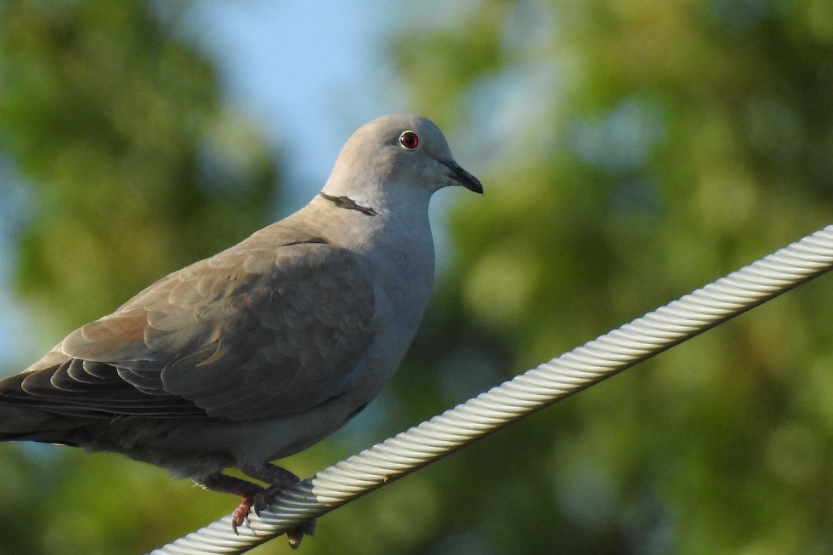 Eurasian Collared-Dove - Dan Belter