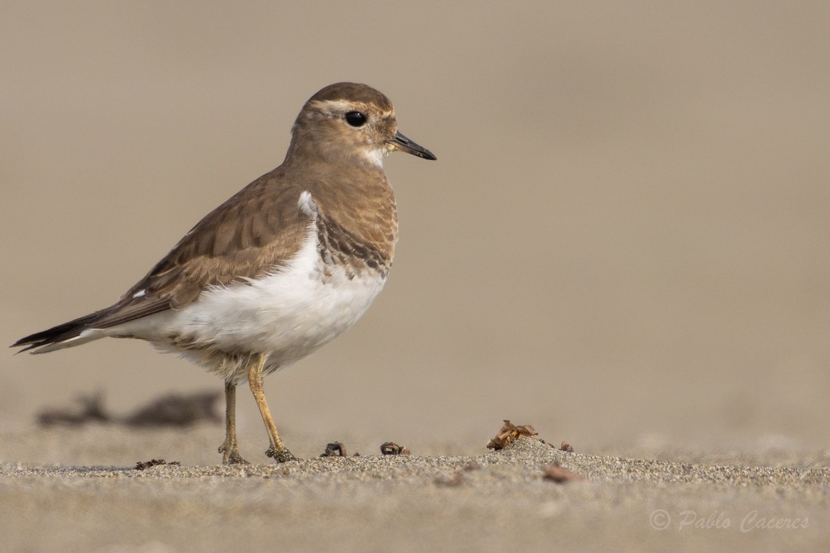 Rufous-chested Dotterel - ML621856695