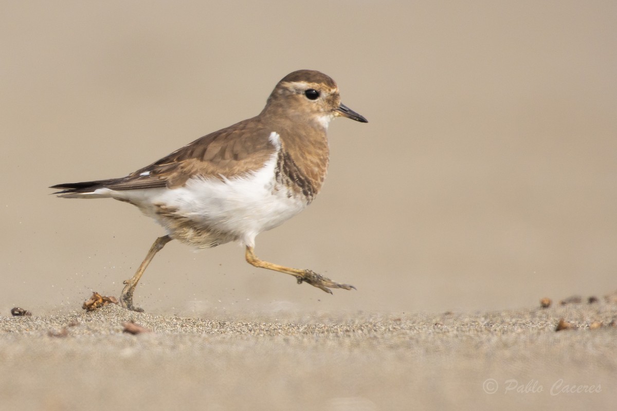 Rufous-chested Dotterel - ML621856696