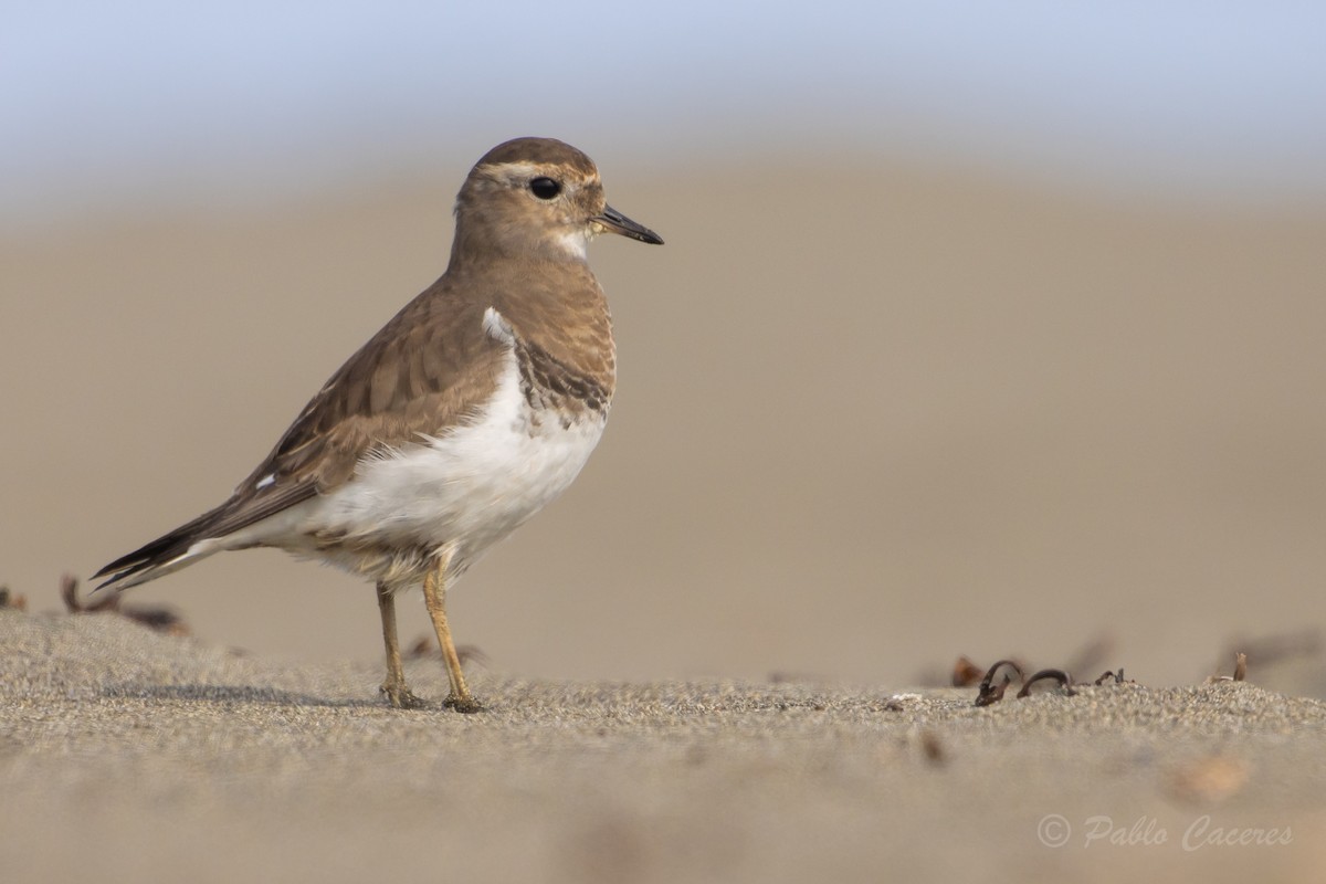 Rufous-chested Dotterel - Pablo Andrés Cáceres Contreras