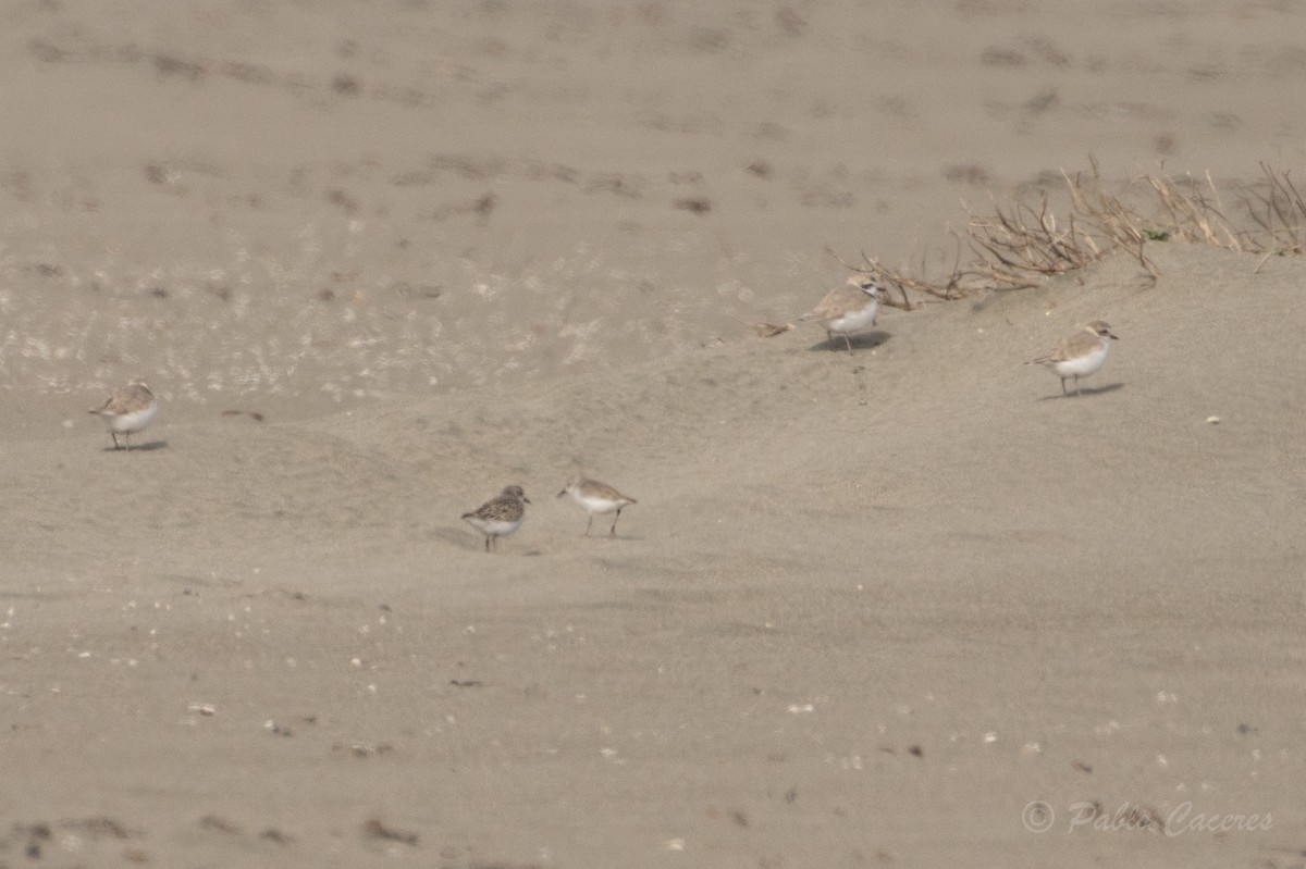 Snowy Plover - ML621856710