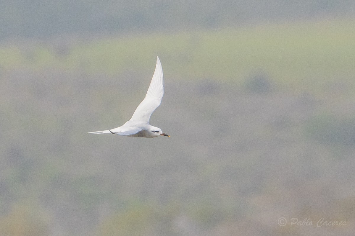 Snowy-crowned Tern - ML621856723