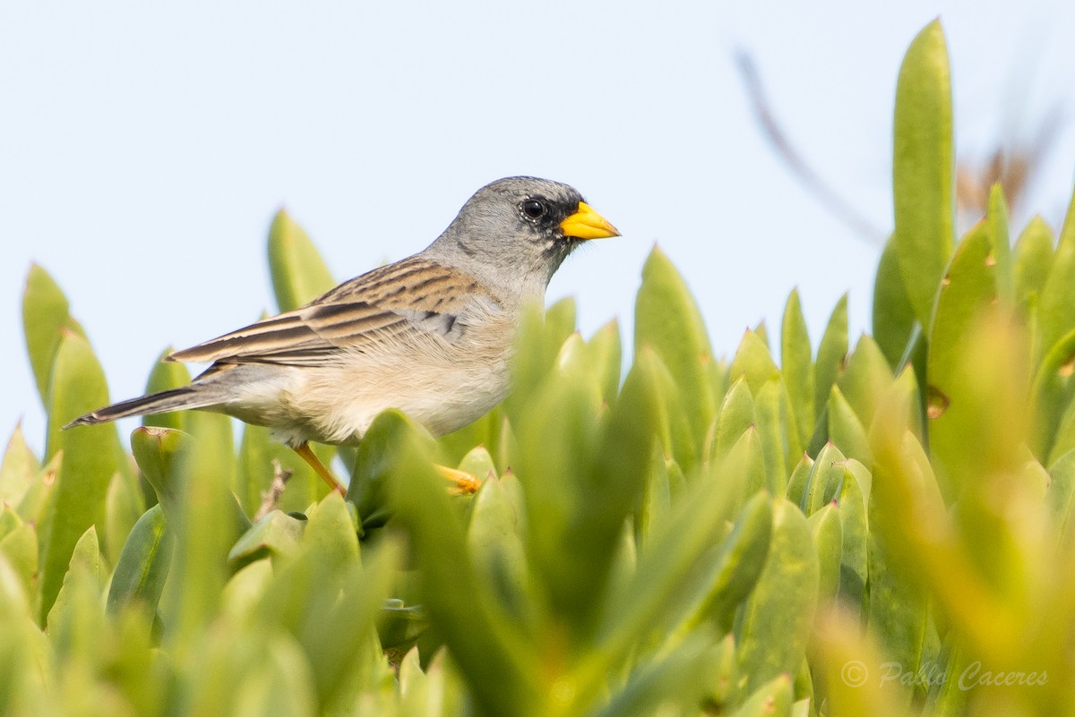 Band-tailed Sierra Finch - ML621856729