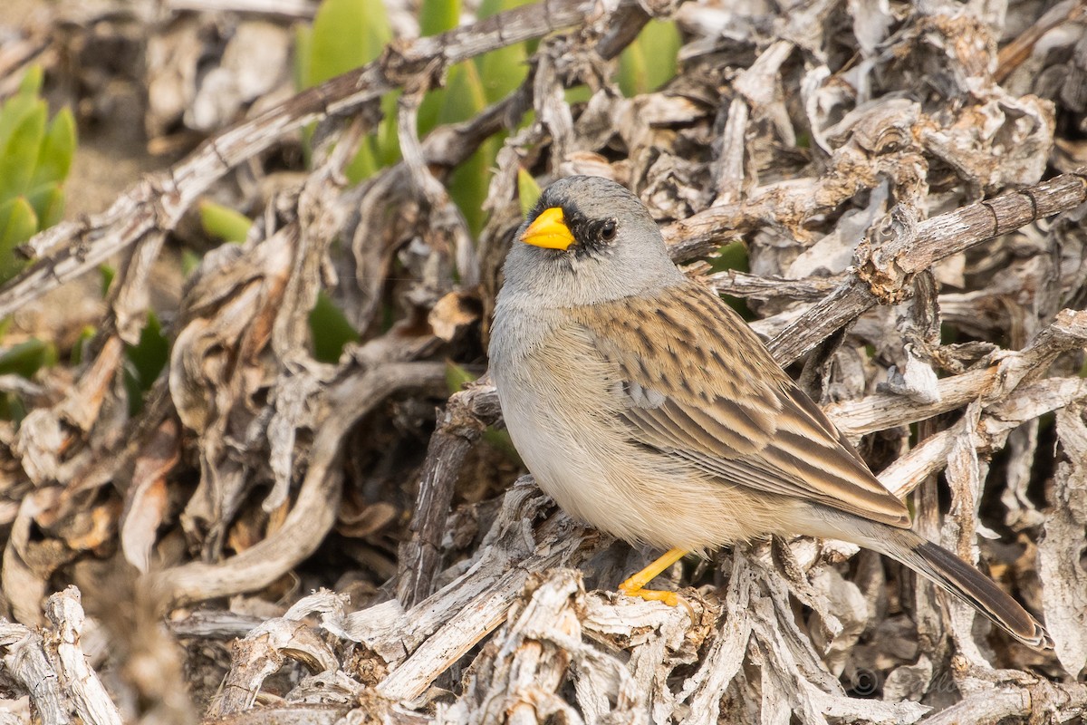 Band-tailed Sierra Finch - ML621856730