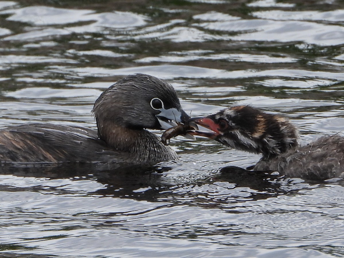 Pied-billed Grebe - ML621856733