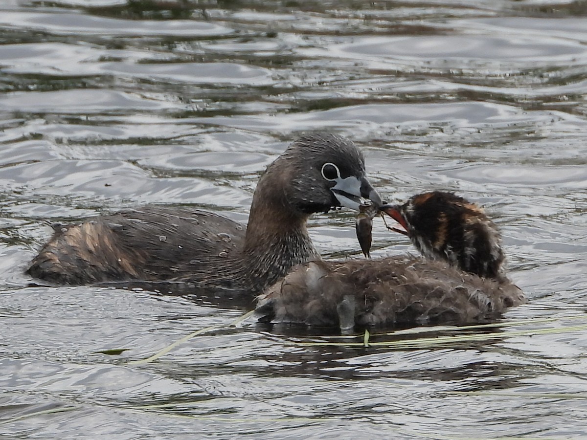 Pied-billed Grebe - Tammy Bradford