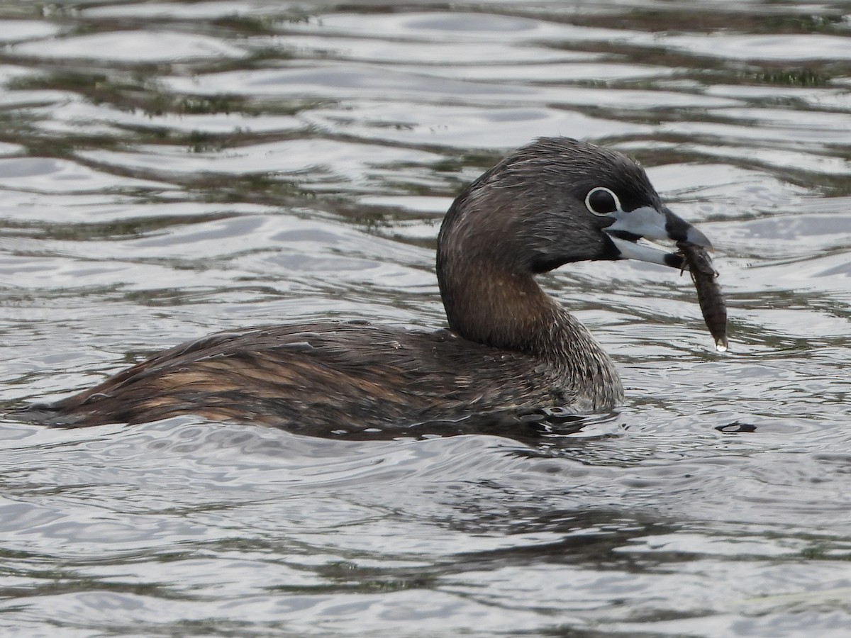 Pied-billed Grebe - ML621856735